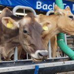 Opportunity to invest in milk value chain as import restriction takes off