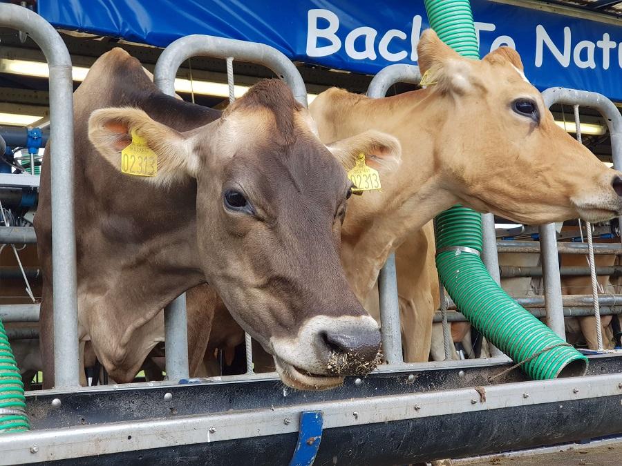 Opportunity to invest in milk value chain as import restriction takes off