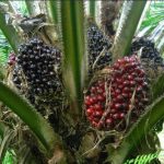 Nigeria’s palm oil imports