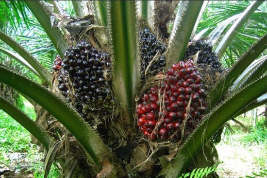 Nigeria’s palm oil imports