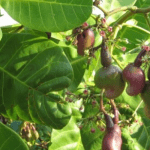 Cashew production