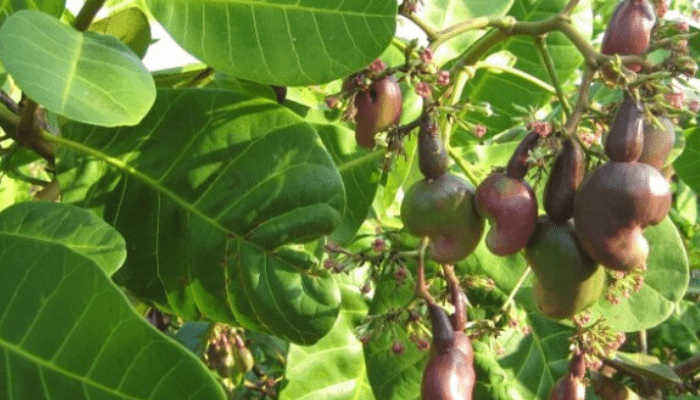 Cashew production