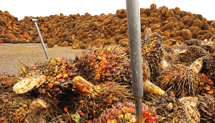 Okomu H1 ’20 profit surged 58% amid pandemic slowdown