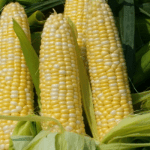 Nigeria’s FX access restriction for maize to attract investments – Experts