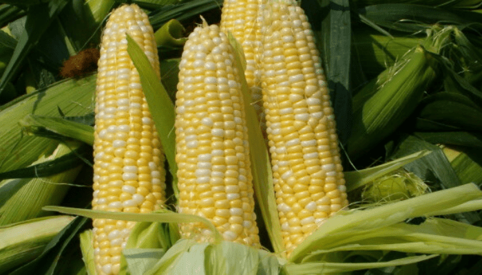 Nigeria’s FX access restriction for maize to attract investments – Experts