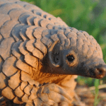 pangolin