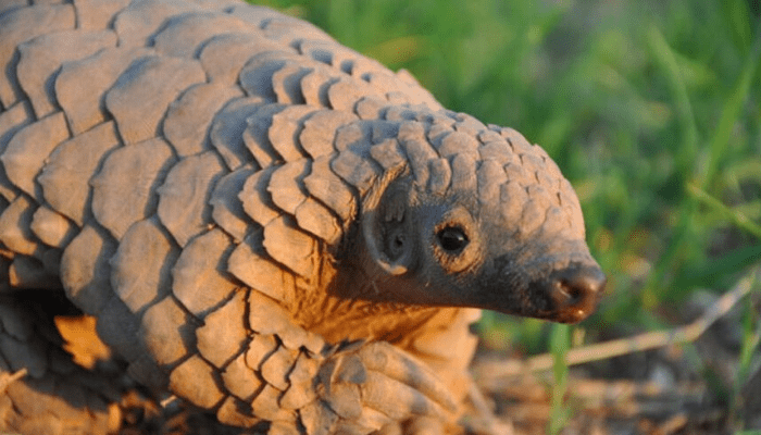 pangolin