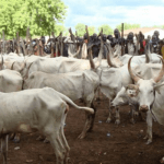 Edo communities cry out over wanton killings by suspected herders