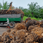 Okomu, Presco fail to realize border closure gains as weak demand bites