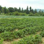 COVID-19: Delta special agric entrepreneurs to fill food shortage gap