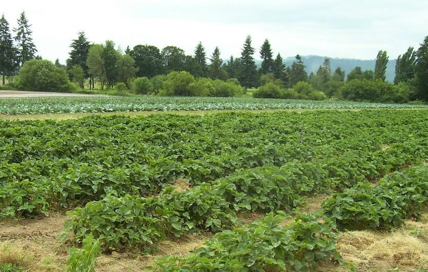 COVID-19: Delta special agric entrepreneurs to fill food shortage gap