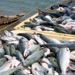 Nigeria’s fish supply