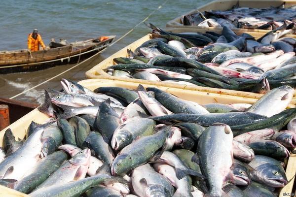 Nigeria’s fish supply