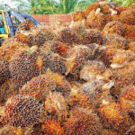 Okomu Oil palm