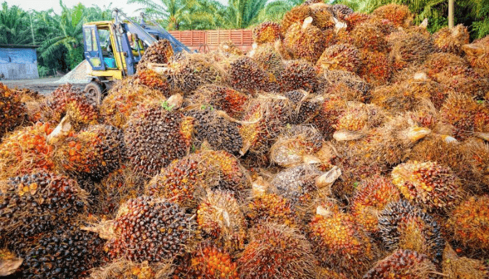 Okomu Oil palm