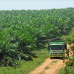 Warri South set to establish palm oil factory - Tidi