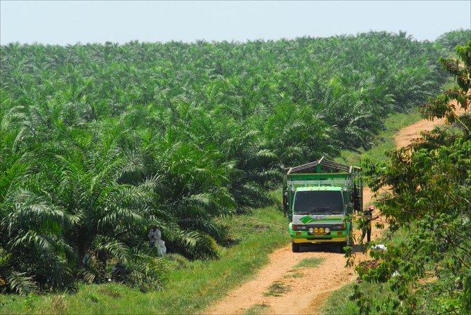 Warri South set to establish palm oil factory - Tidi