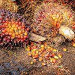 Adapalm begins monthly production of 120 tons of CPO