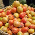 In early signs of success, Olam to scale tomato production to 500ha