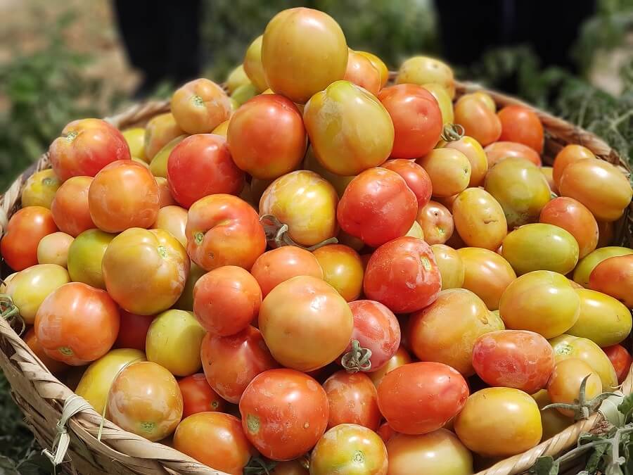 In early signs of success, Olam to scale tomato production to 500ha