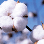 Ogun restates commitment to cotton farmers
