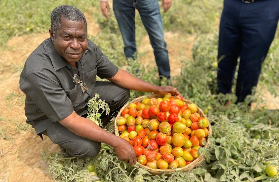 Achieving 30 ton/ha of tomato, lessons from Olam's project