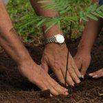 Lagos to plant 230,000 trees to tackle climate change
