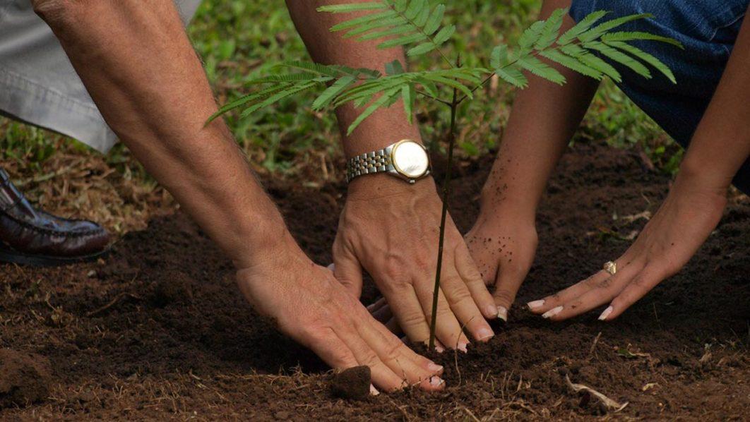 Lagos to plant 230,000 trees to tackle climate change