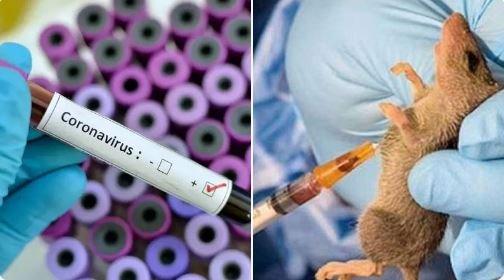 Kwara, Uni-Ilorin set to combat Lassa, Coronavirus