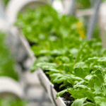 Nigeria’s agric export falls 30% despite FG’s diversification rhetoric