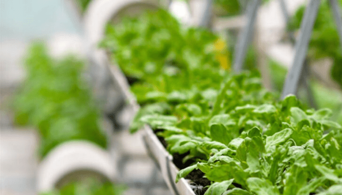 Nigeria’s agric export falls 30% despite FG’s diversification rhetoric