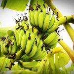 How to invest in plantain, banana plantation