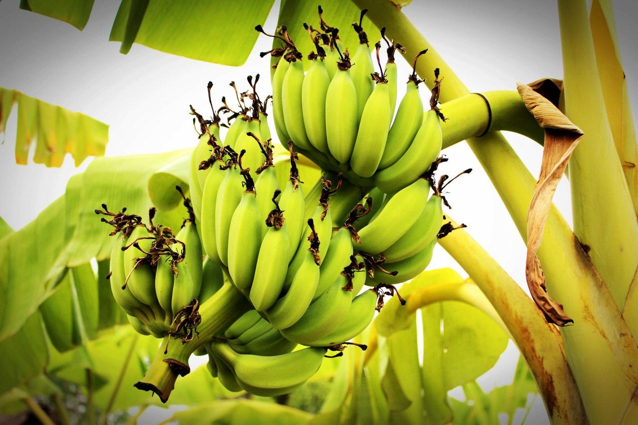 How to invest in plantain, banana plantation