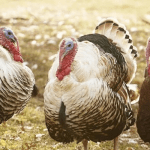 Farmers watch helplessly as animals die in droves over drugs, feed scarcity