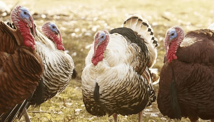 Farmers watch helplessly as animals die in droves over drugs, feed scarcity