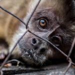 COVID 19: Conservationists canvass action against illegal wildlife trade