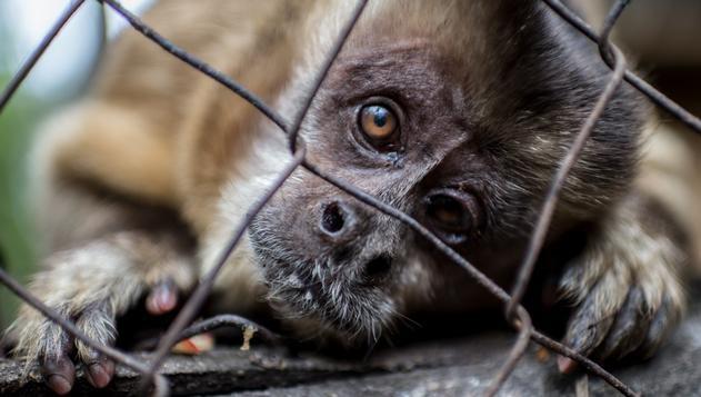 COVID 19: Conservationists canvass action against illegal wildlife trade