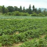 Nigeria's agricultural sector