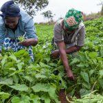 CBN approves N10bn agribusiness retirement loan for Kogi workers