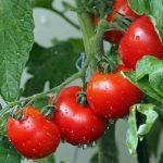 Tomato policy creates more problems for Nigerians 3 years after