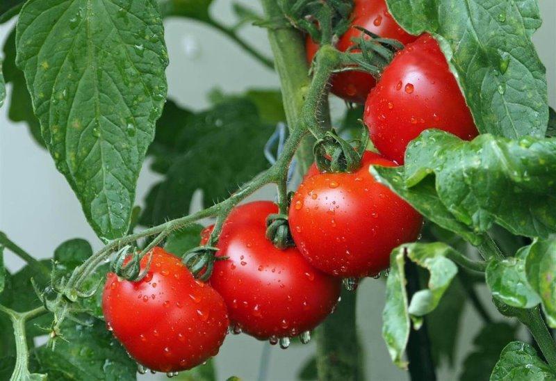 Tomato policy creates more problems for Nigerians 3 years after