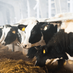 Advancing the Nigerian Dairy Industry Despite COVID-19 Constraints