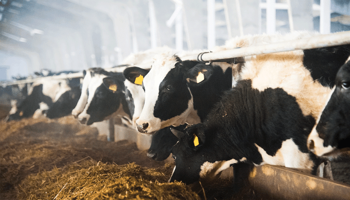 Advancing the Nigerian Dairy Industry Despite COVID-19 Constraints