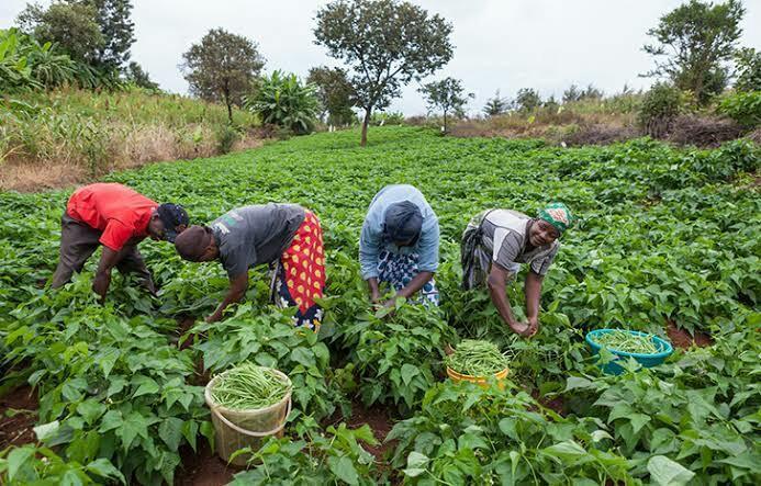 The African farmers'stories: Agricultural technology for greater productivity