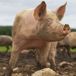African swine fever kills 145,000 pigs in Oke-Aro farm estate