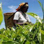 CBN disburses N700m, captures 110,000 farmers in Ogun for Anchor Borrowers