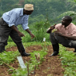 COVID-19: OCP Africa’s Agribooster set to support 75,000 farmers in planting season