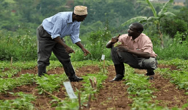 COVID-19: OCP Africa’s Agribooster set to support 75,000 farmers in planting season