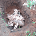 Oke-Aropig settlement faces losses from disease