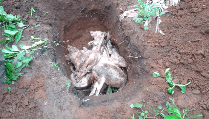 Oke-Aropig settlement faces losses from disease